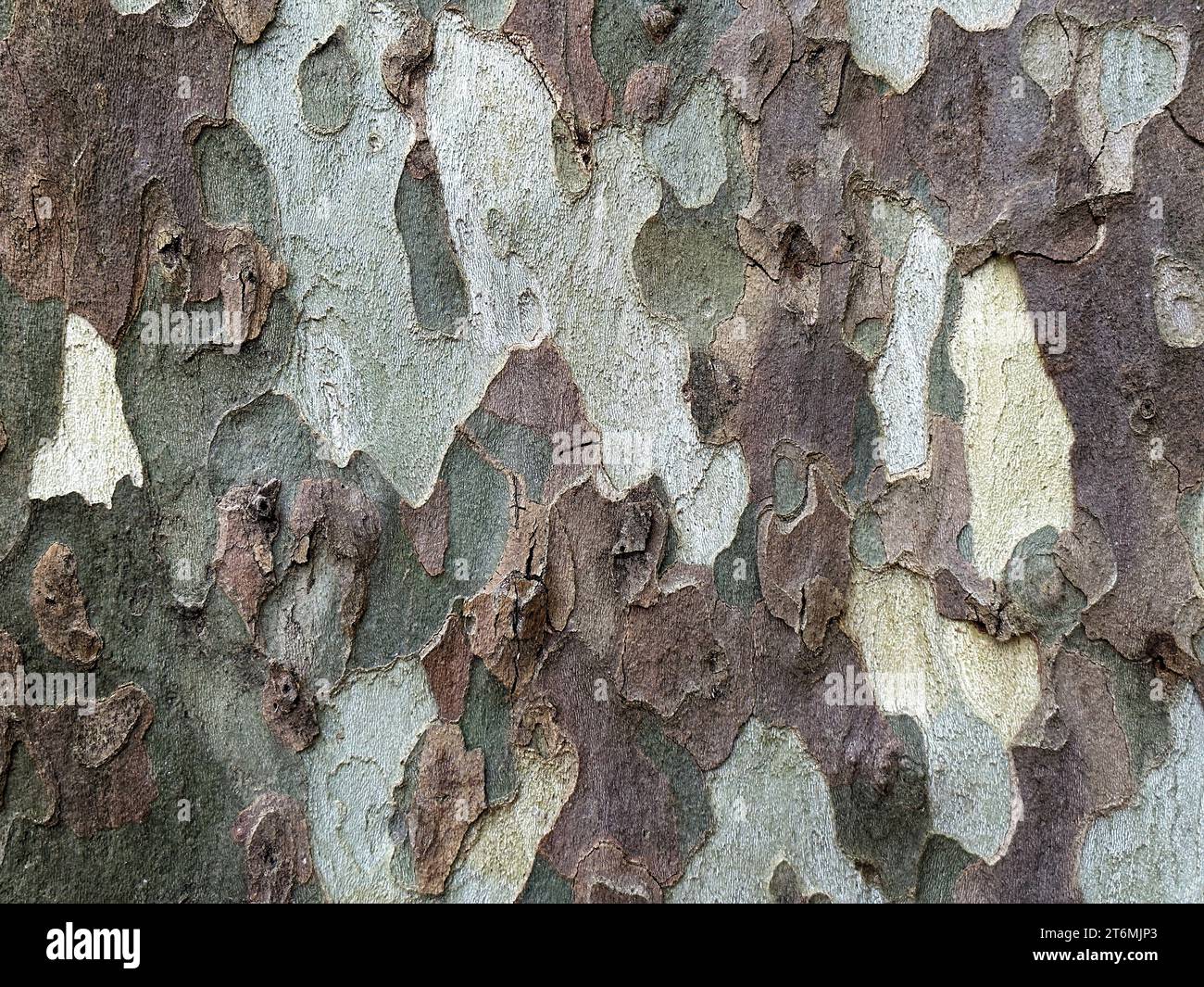 Textura detallada de corteza de árbol de sicómoro marrón y gris. Superficie manchada del tronco. Fondos abstractos de la naturaleza Foto de stock