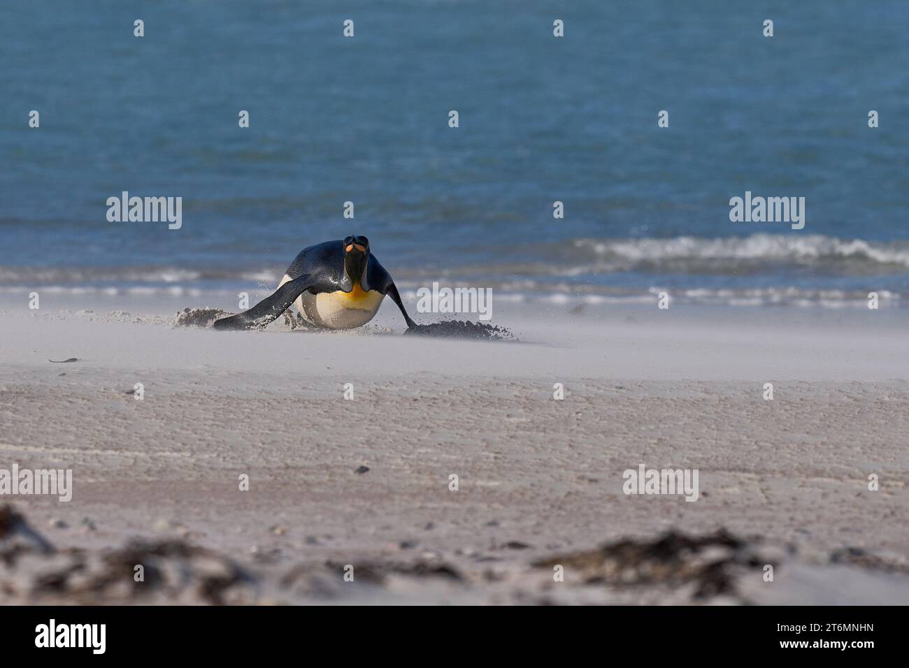 King Penguin (Aptenodytes patagonicus) que llega a tierra después de alimentarse en el mar en el punto de voluntariado en las Islas Malvinas. Foto de stock