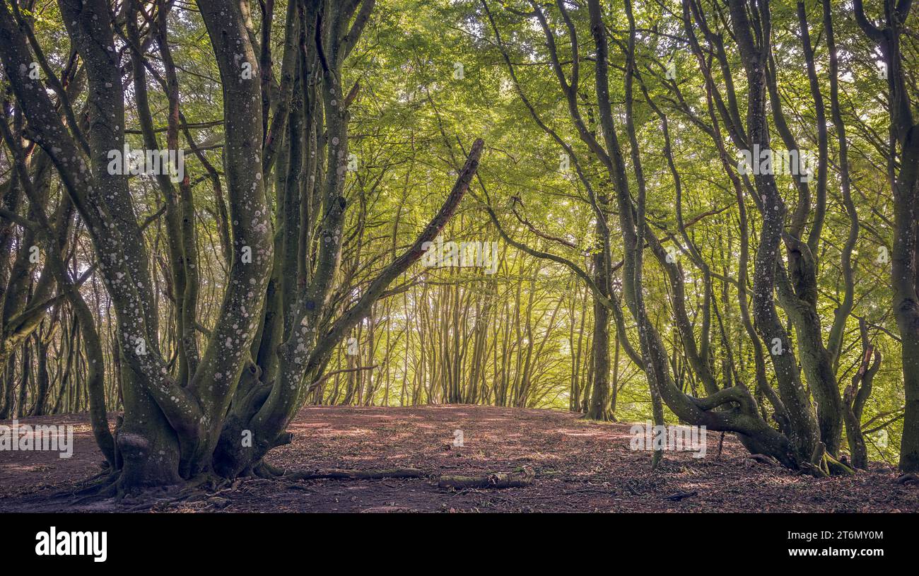 Hermoso bosque en el área de Rebild Bakker en Jutlandia, Dinamarca Foto de stock