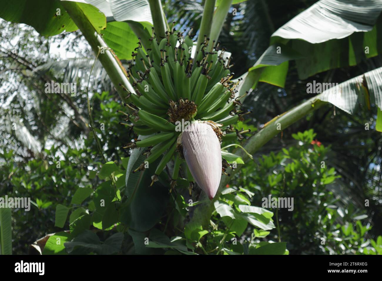 Vista frontal de ángulo bajo de una inflorescencia de plátano en desarrollo que crece en la planta Foto de stock