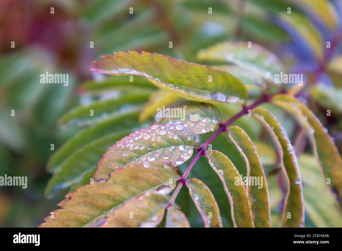 Hojas de árbol pequeñas coloridas en otoño con gotas de agua en él Foto de stock
