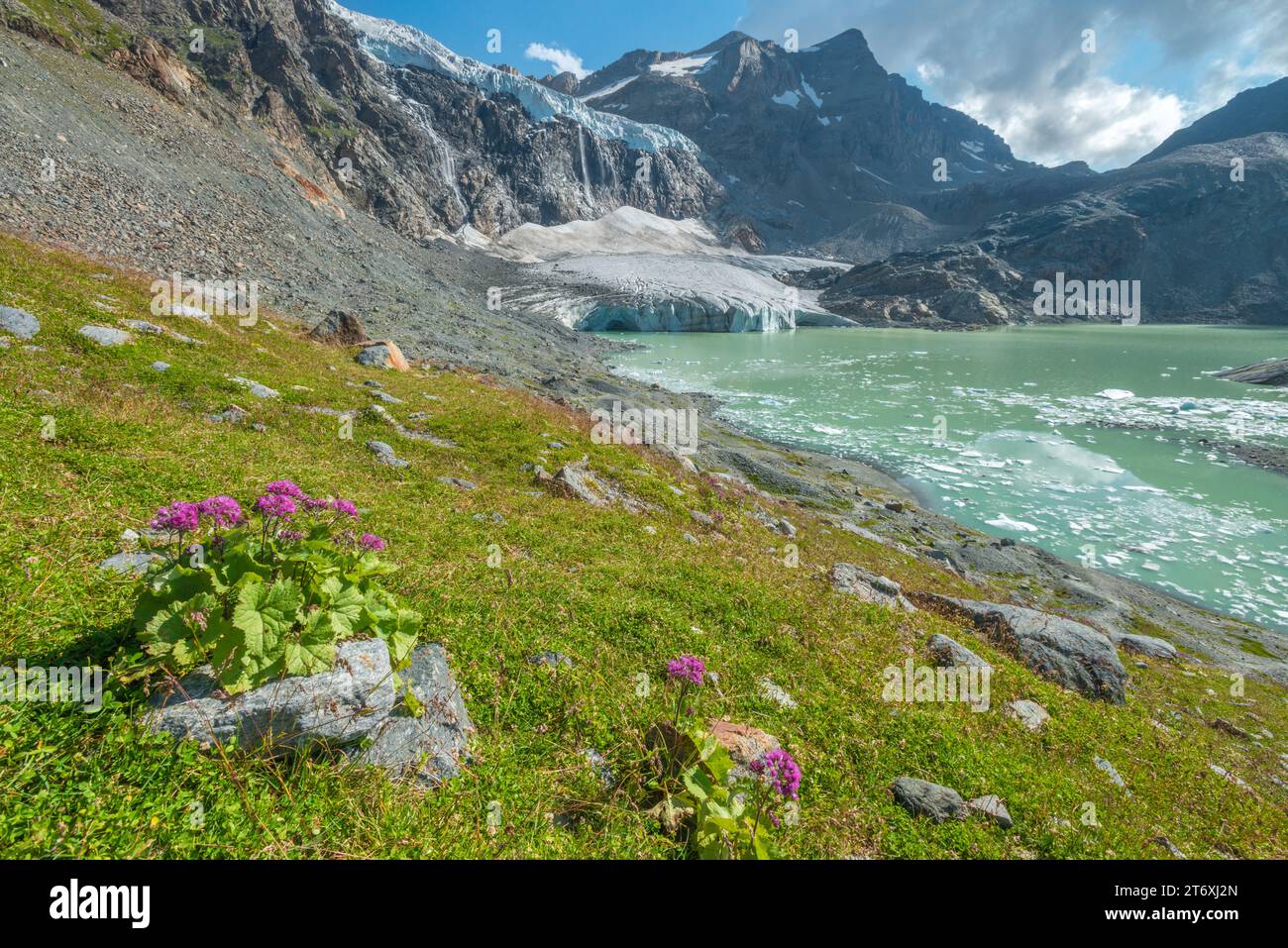 Glaciar alpino en retroceso, glaciar circo con cascada que se rompe en el lago glacial, rodeado de prado verde alfombrado con flores silvestres de verano Foto de stock