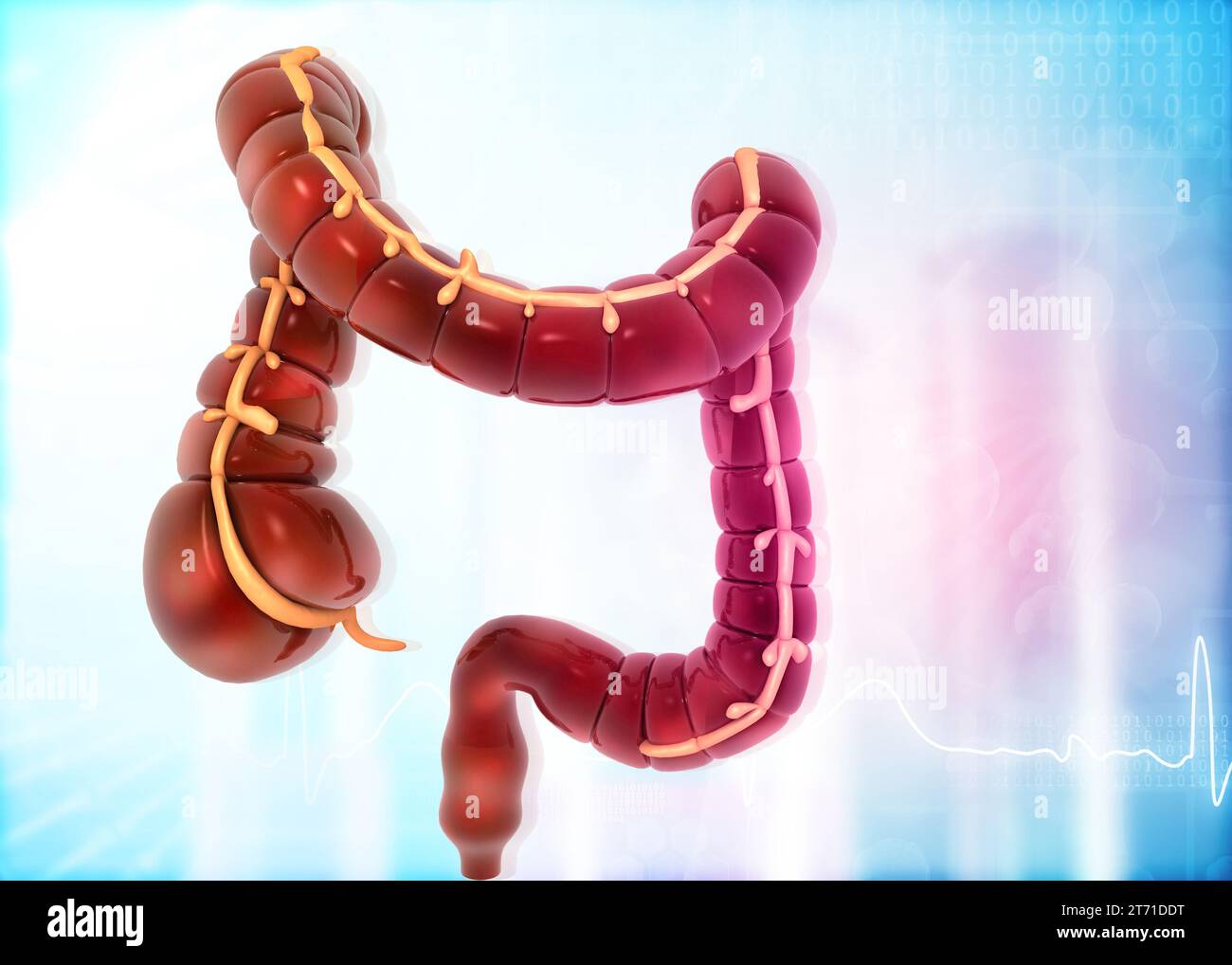 Modelo de anatomía del intestino grueso sobre fondo médico. ilustración 3d. Foto de stock