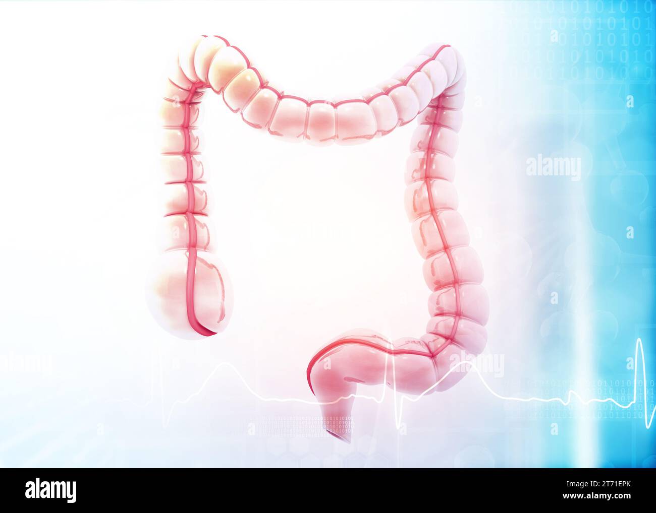 Modelo de anatomía del intestino grueso sobre fondo médico. ilustración 3d. Foto de stock