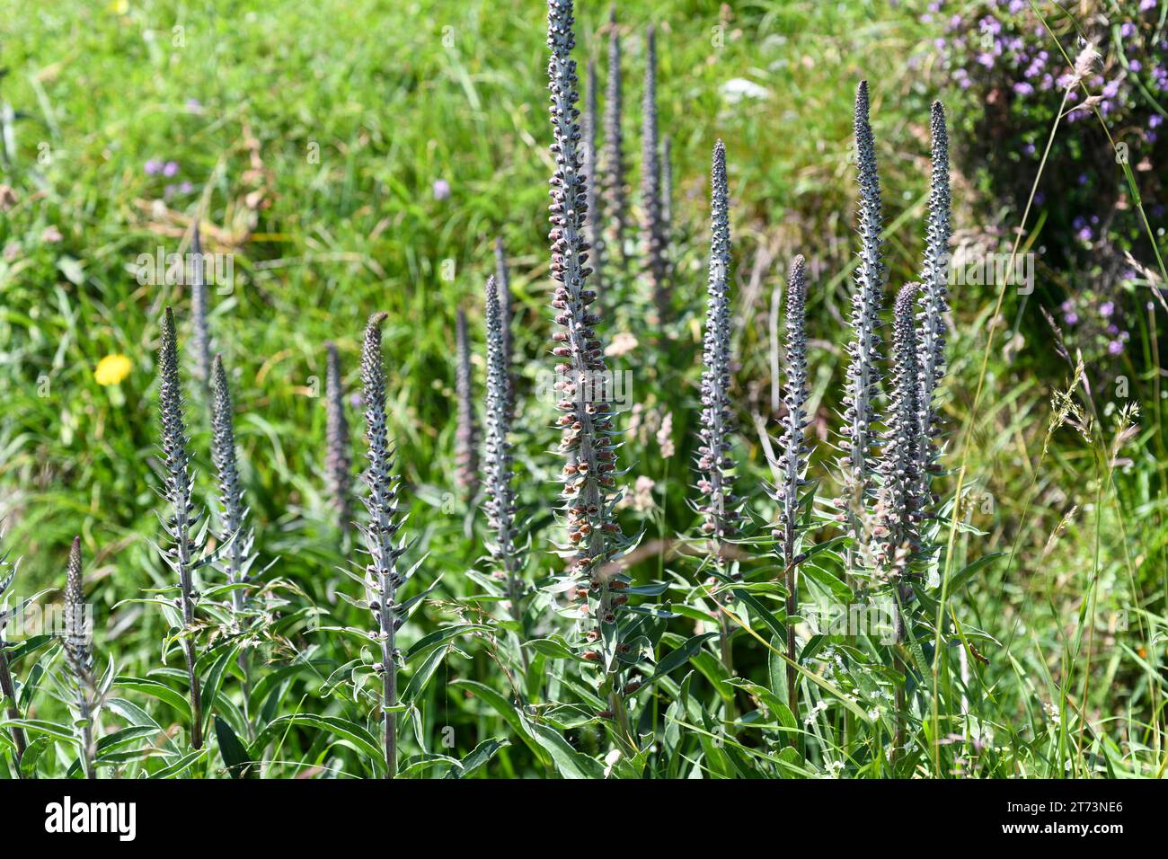 El guante de flores pequeñas (Digitalis parviflora) es una planta tóxica bienal o perenne endémica del centro y norte de España. Esta foto fue tomada en ca Foto de stock