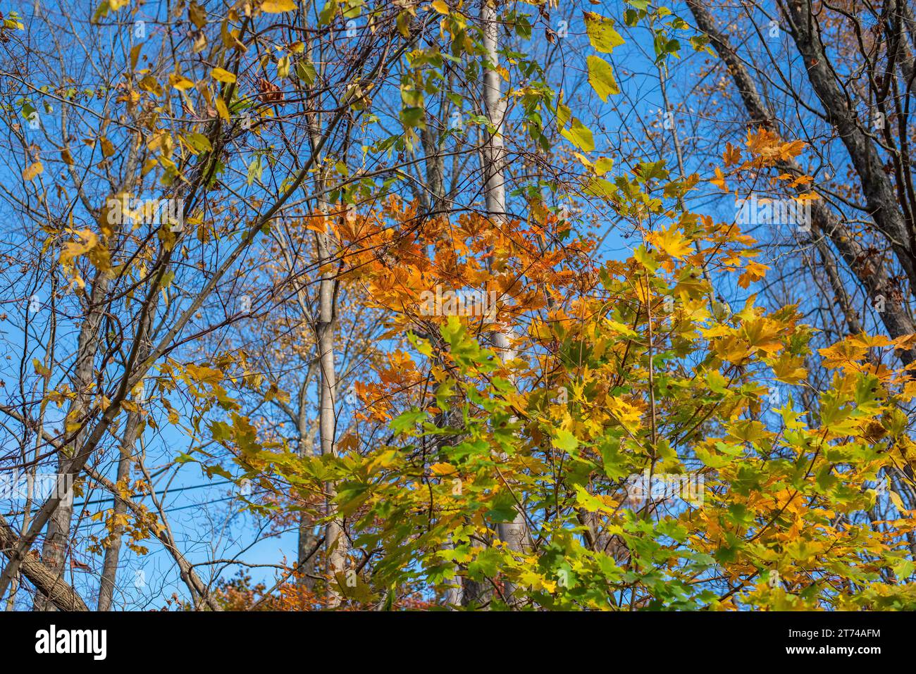 Mirando hacia arriba las hojas de arce amarillo en otoño. Foto de stock