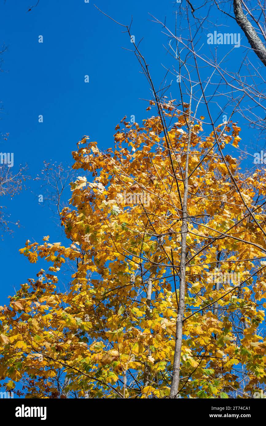 Mirando hacia arriba las hojas de arce amarillo en otoño. Foto de stock