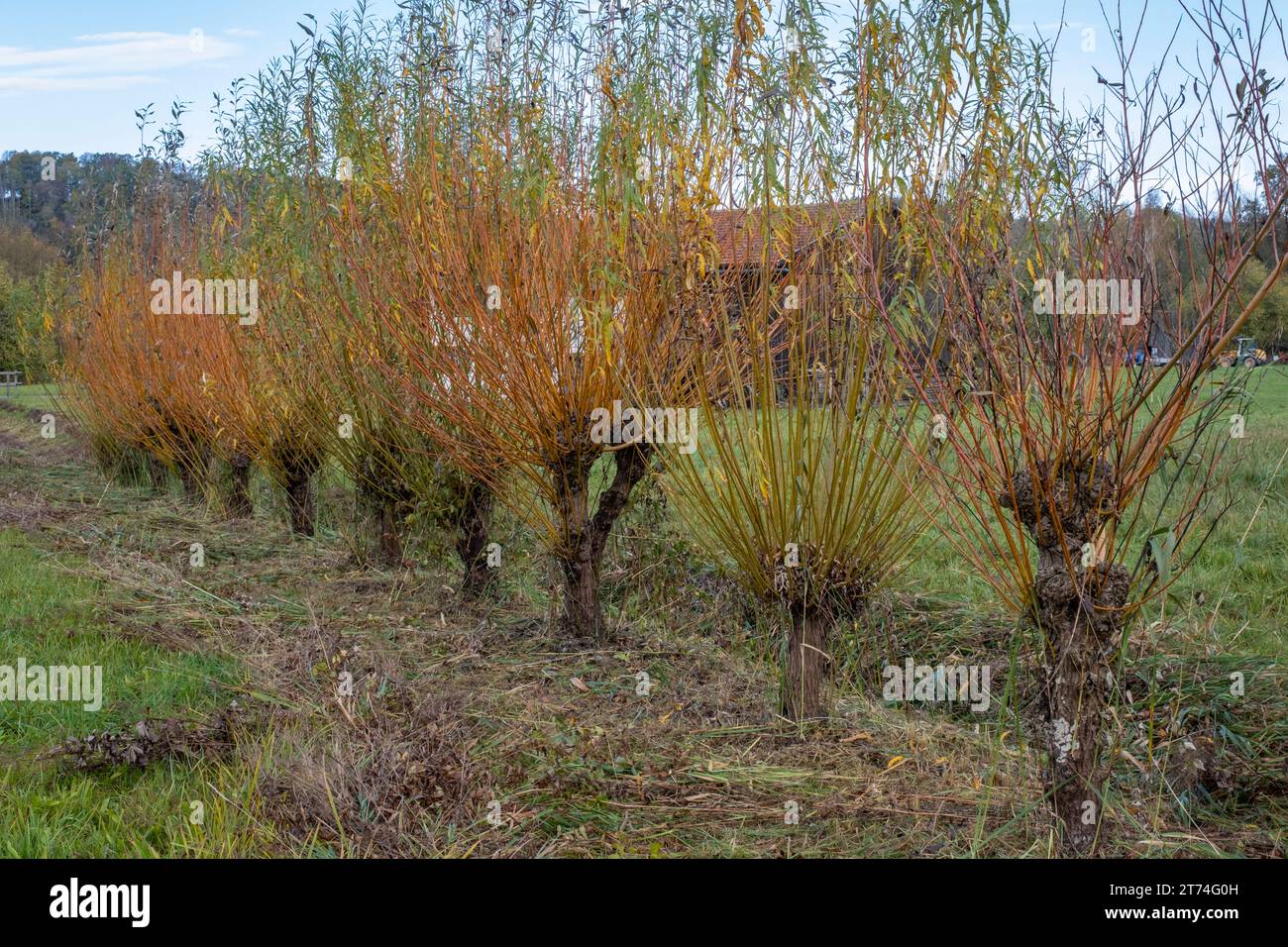 seto con arbustos en un antiguo pueblo de granjas Foto de stock