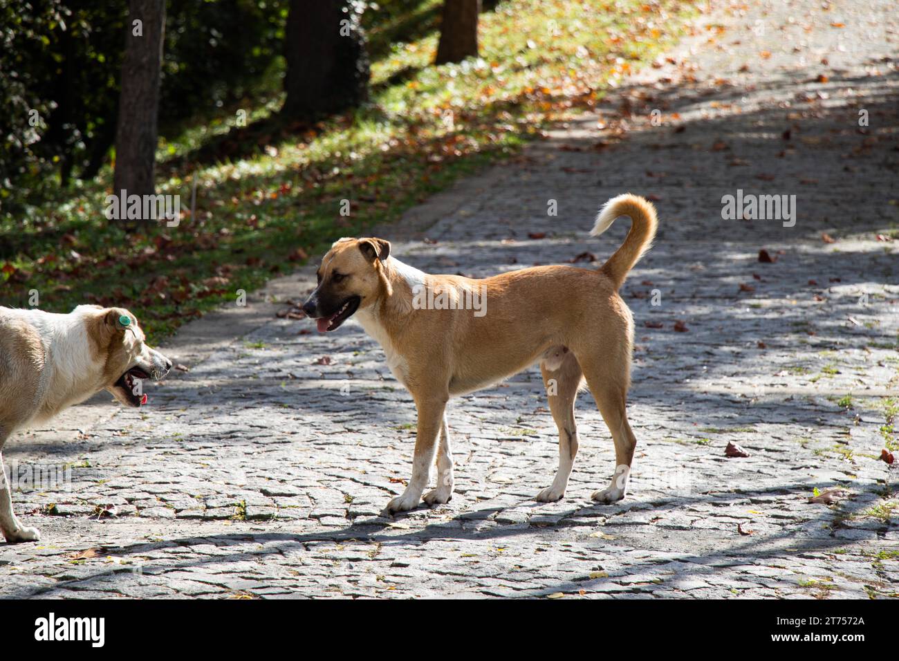 Perros callejeros sin hogar a la vista como concepto de animales doméstico Foto de stock