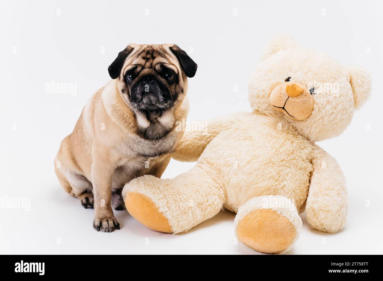 Adorable adulto pug big teddy bear juguete de peluche Foto de stock