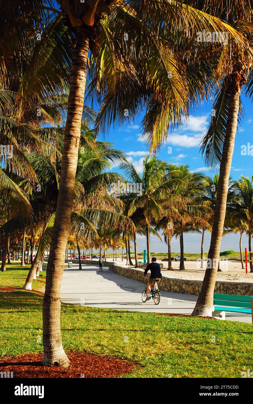 Miami Beach Florida, adulto, adultos, hombre hombre hombre varón, bicicleta,  bicicleta bicicletas ciclismo montar bicicleta jinetes bicicleta bicicletas,  jinete, montar, sin casco, visitantes tr Fotografía de stock - Alamy