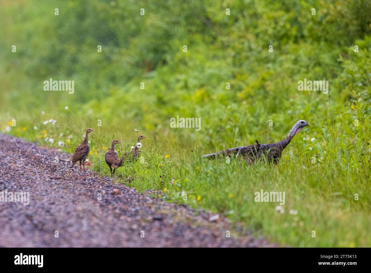Gallina y aves de corral en el norte de Wisconsin. Foto de stock