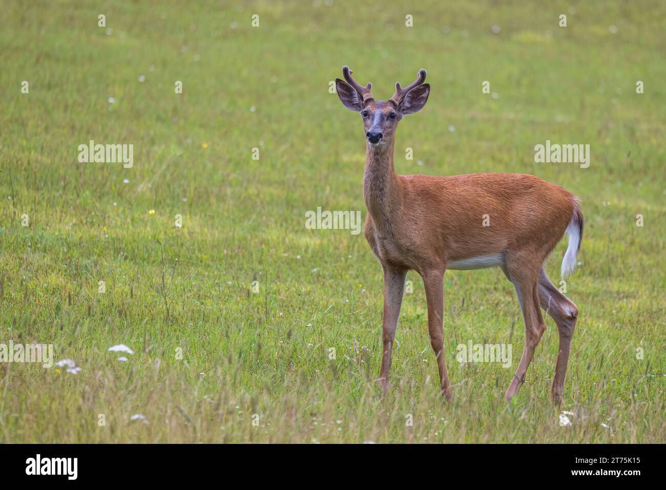 Young Buck de cola blanca en el norte de Wisconsin. Foto de stock