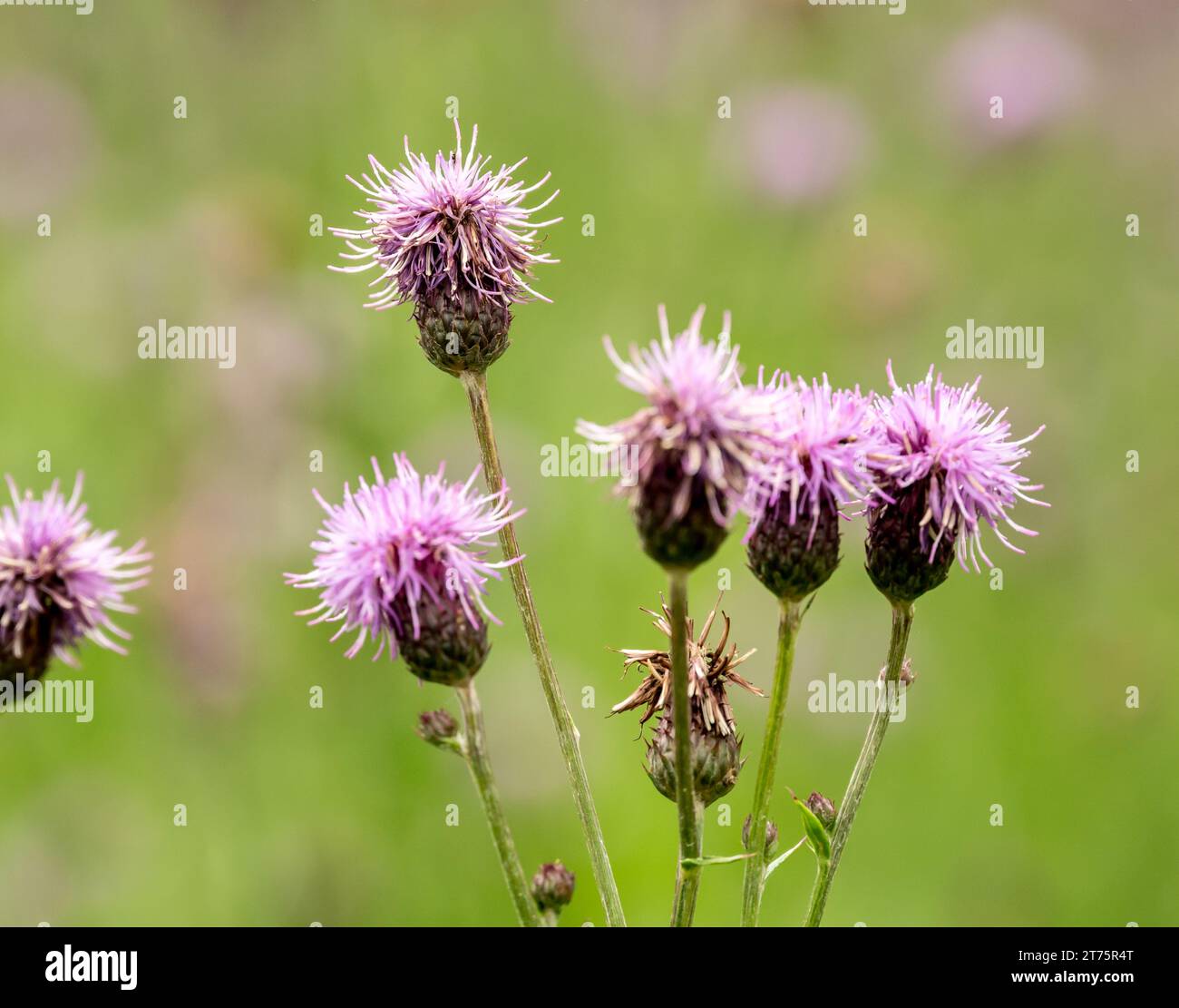 Wavy-Leaf Thistle parece que tiene un mal corte de pelo en el Parque Nacional de las Montañas Rocosas Foto de stock