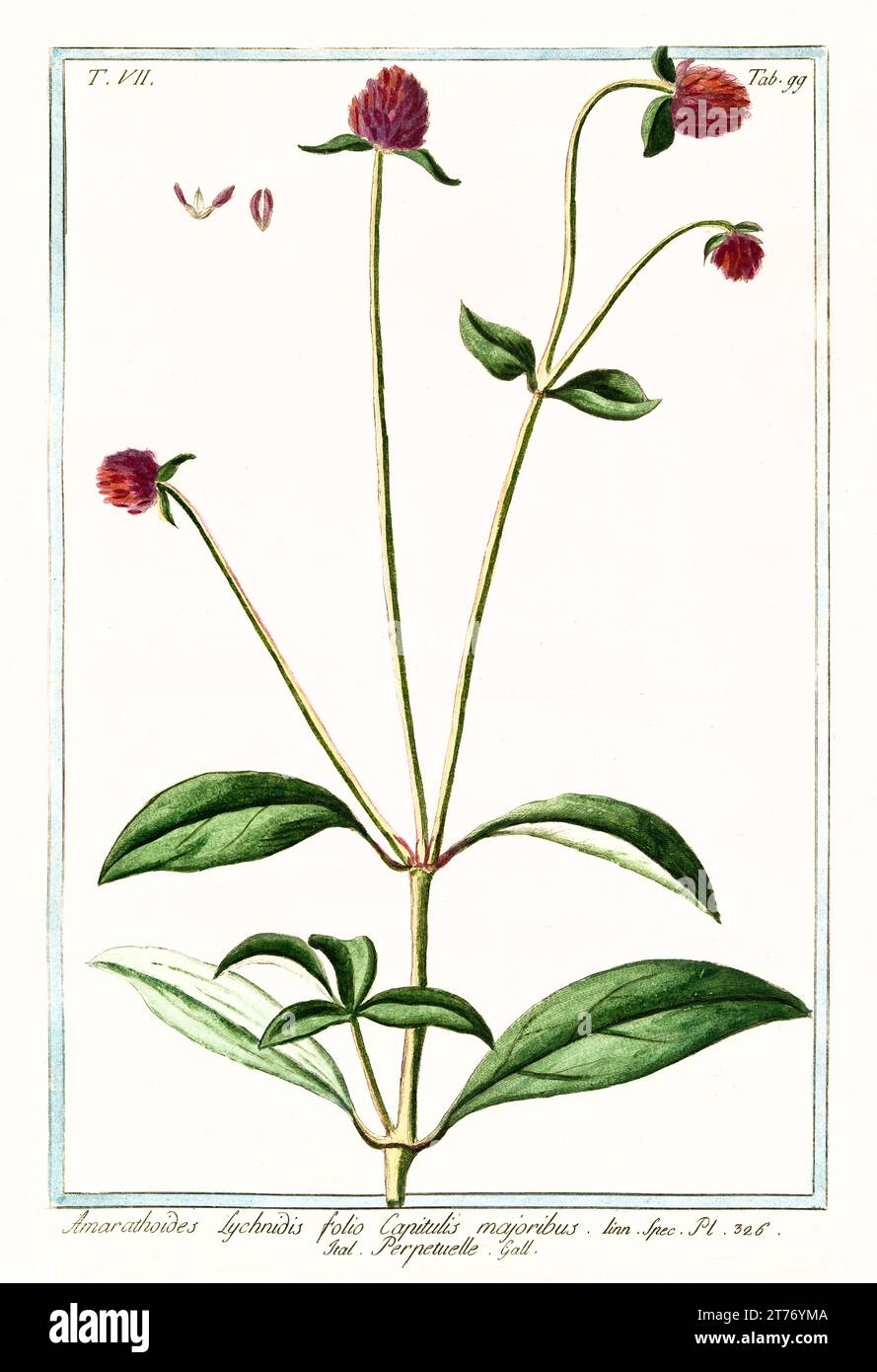 Ilustración antigua de Globe amaranth (Gomphrena globosa). Por G. Bonelli en Hortus Romanus, publ. N. Martelli, Roma, 1772 – 93 Foto de stock