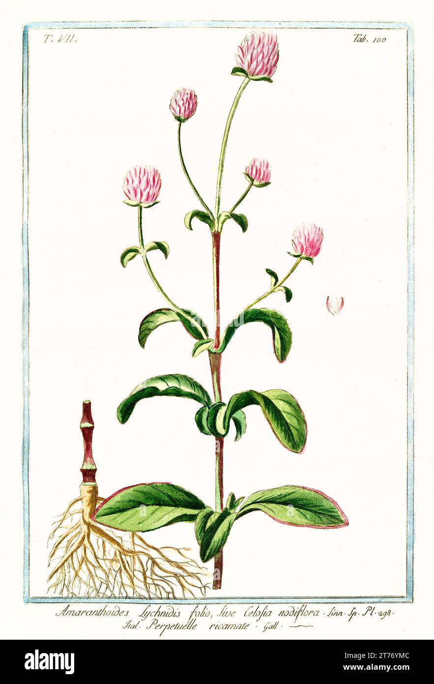 Ilustración antigua de Globe amaranth (Gomphrena globosa). Por G. Bonelli en Hortus Romanus, publ. N. Martelli, Roma, 1772 – 93 Foto de stock