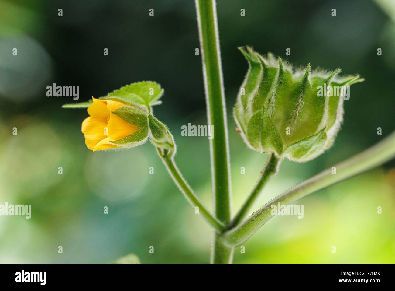 Hoja de terciopelo, malva india (Abutilon theophrasti), flor y fruta Foto de stock