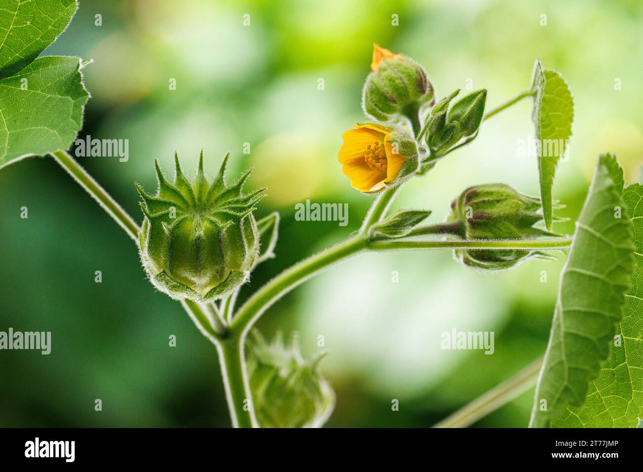 Hoja de terciopelo, malva india (Abutilon theophrasti), flor y fruta Foto de stock