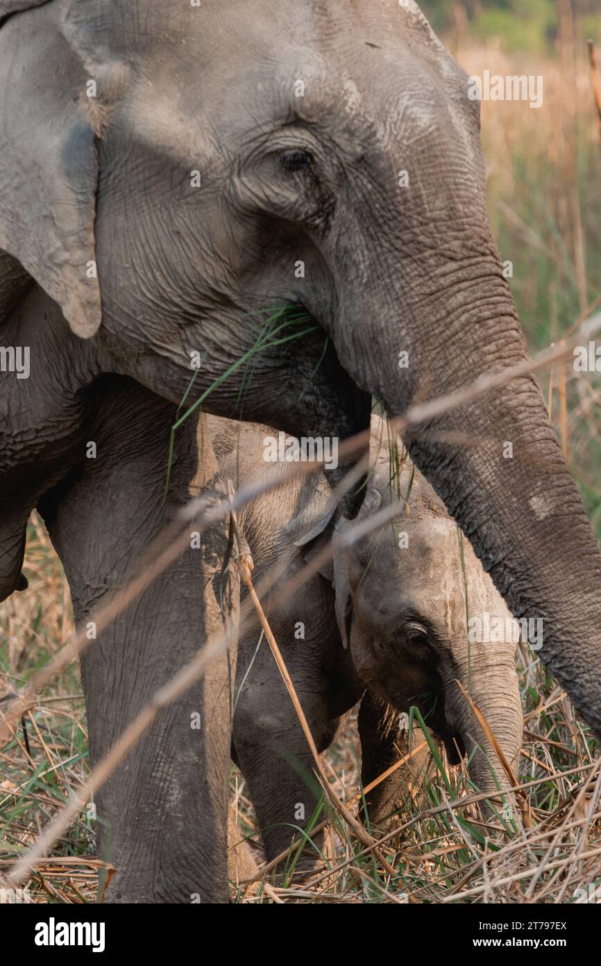 Familia de elefantes con becerros en la naturaleza Foto de stock