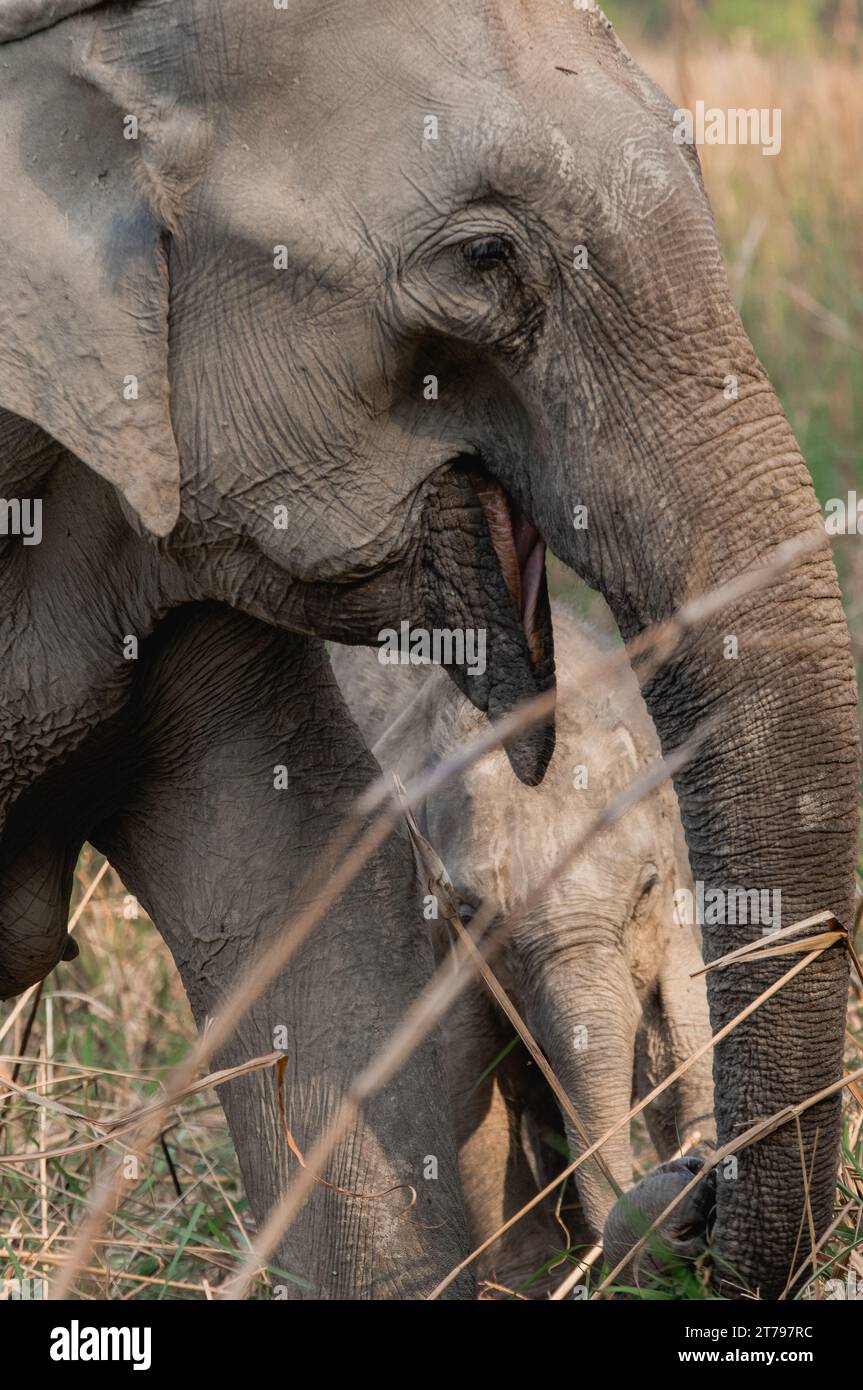 Familia de elefantes con becerros en la naturaleza Foto de stock
