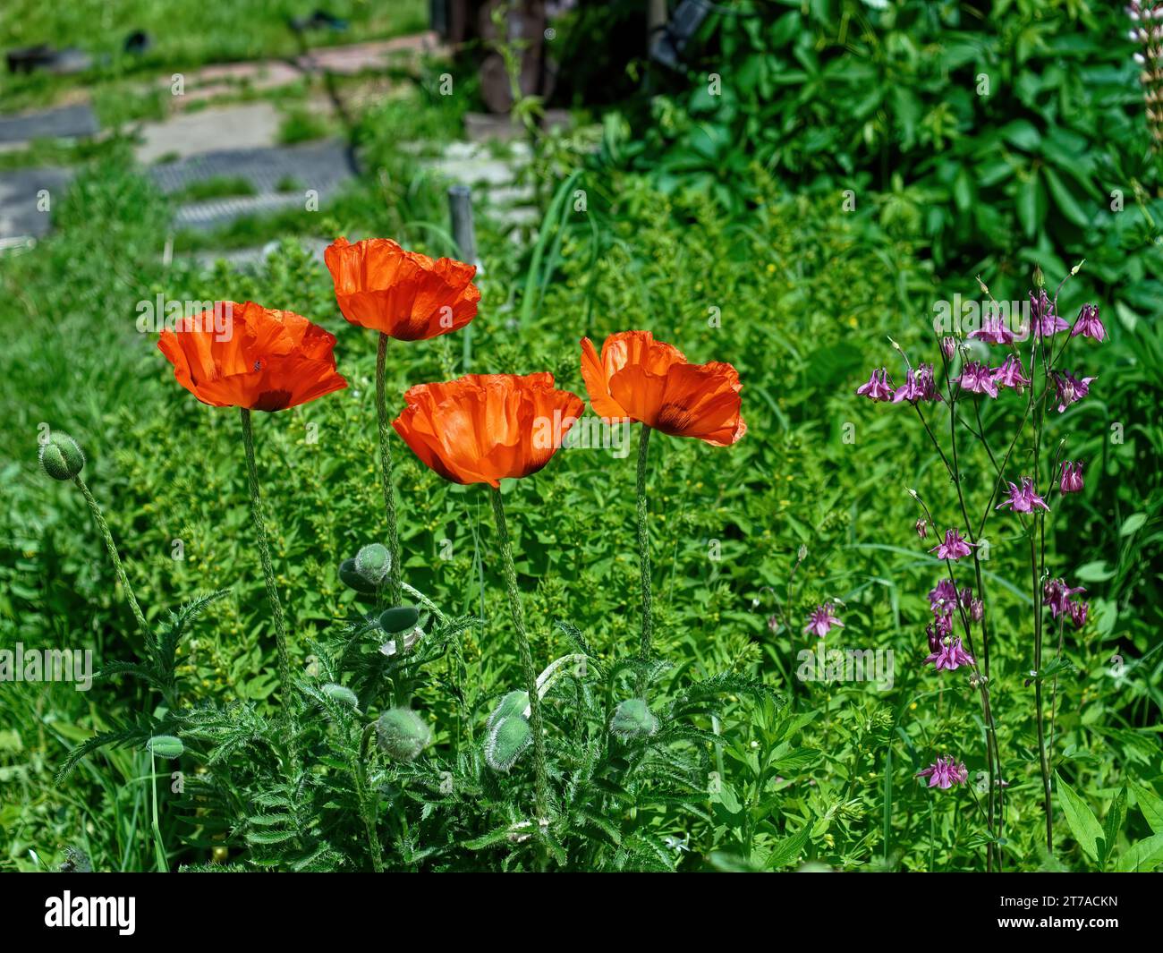 Floreciendo amapolas en el jardín en el pueblo, en verano Foto de stock