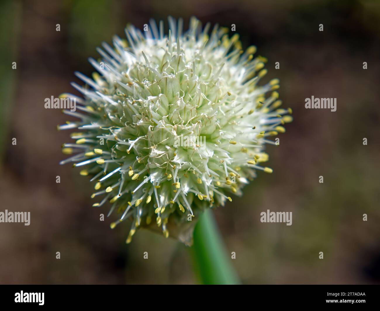 Semillas de cebolla en una planta en el jardín, en verano Foto de stock
