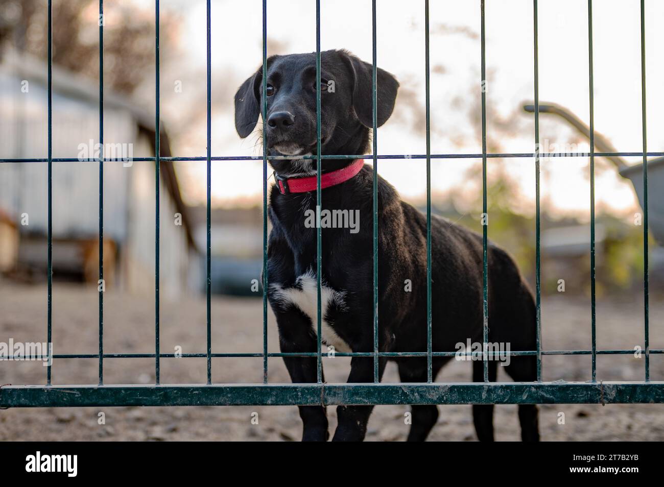 Perro en jaula en refugio de animales. Cachorro de perro triste en el centro de animales. Perro sin hogar Foto de stock