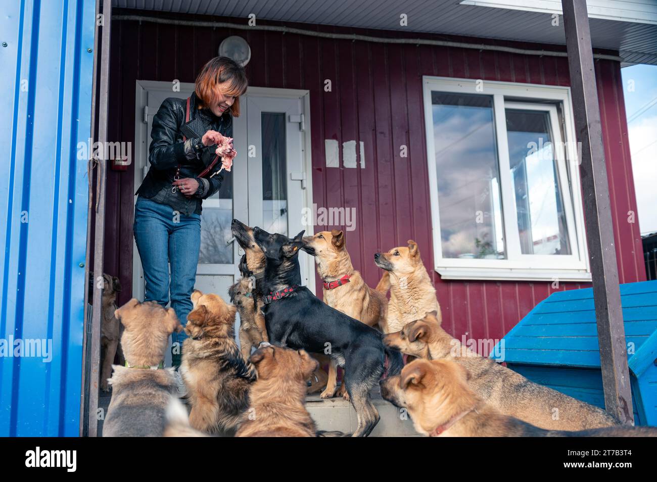 El voluntario de refugio animal cuida a los perros. Perro en el refugio. Perros lonley en jaula con mujer alegre voluntaria Foto de stock