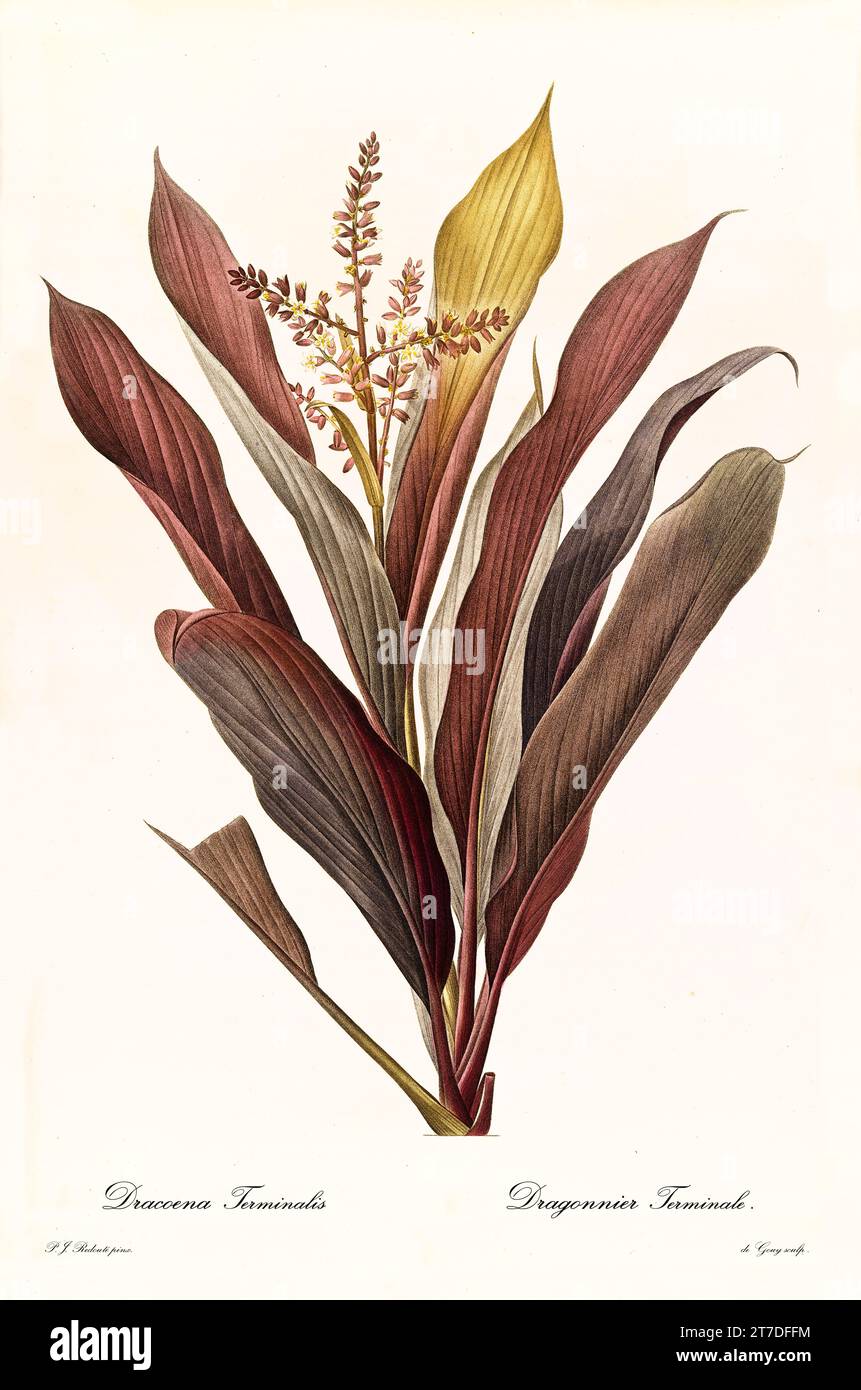 Ilustración antigua de Palmera de col (Cordyline fruticosa). Les Liliacées, por P. J. Redouté. Impr. Didot Jeune, París, 1805 - 1816 Foto de stock