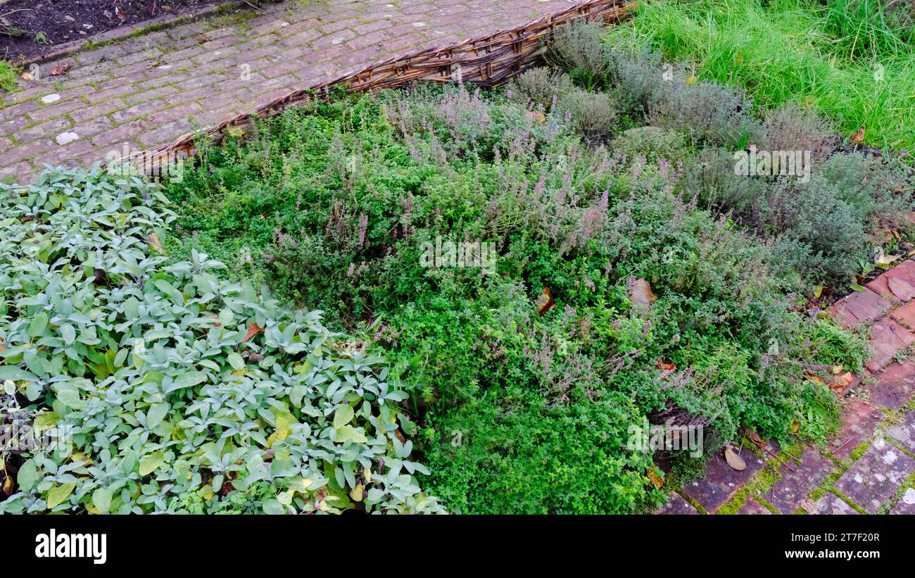 Hierbas otoñales que crecen en una frontera de jardín incluyendo salvia, marjoram y tomillo - John Gollop Foto de stock