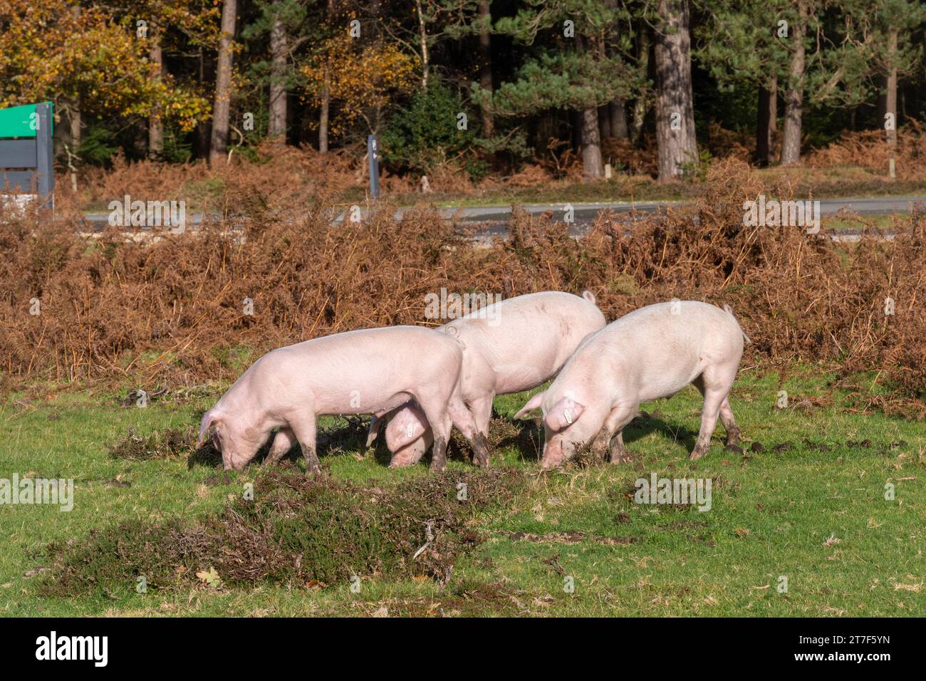 Los cerdos domésticos deambulan por el Nuevo Bosque durante el otoño en temporada de pannage para comer bellotas y nueces (las bellotas son venenosas para los ponis), noviembre, Inglaterra, Reino Unido Foto de stock