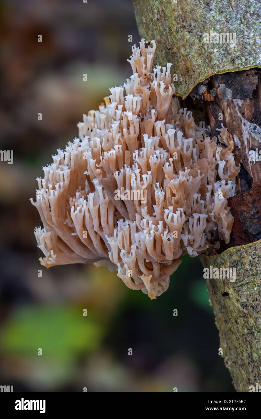 Corales de corona / hongo de coral con punta de corona (Artomyces pyxidatus / Clavaria pyxidata) que crece en madera en descomposición en el bosque en otoño / otoño Foto de stock