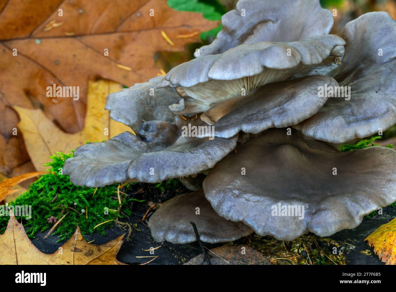 Hongo de ostra / hongo de ostra, hiratake / hongo de ostra perla (Pleurotus ostreatus) hongo comestible en el tocón de árbol en el bosque en otoño / otoño Foto de stock