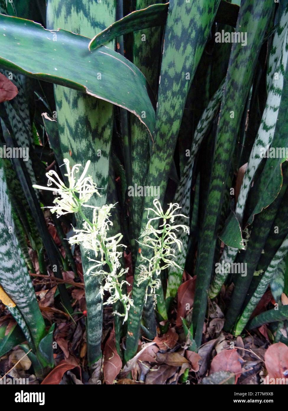 Retrato natural de la planta con flores de primer plano de la lengua de la suegra, Sansevieria trifasciata. Alta resolución con un poco de espacio negativo Foto de stock