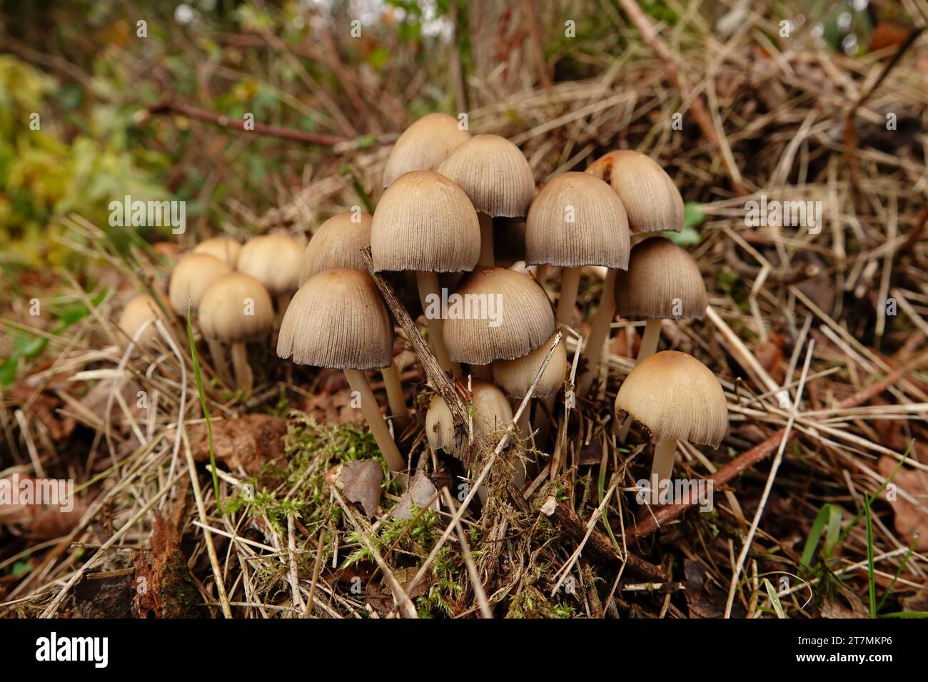 Primer plano natural en un grupo emergente de gorra brillante o brillante, Coprinellus micaceus, en el bosque Foto de stock