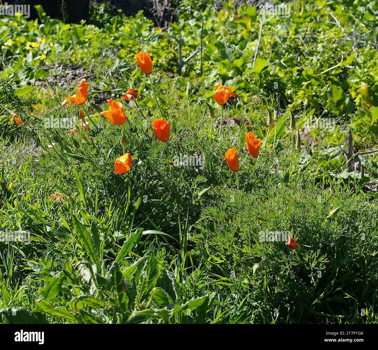 Las amapolas de California florecen en Pacifica, California Foto de stock