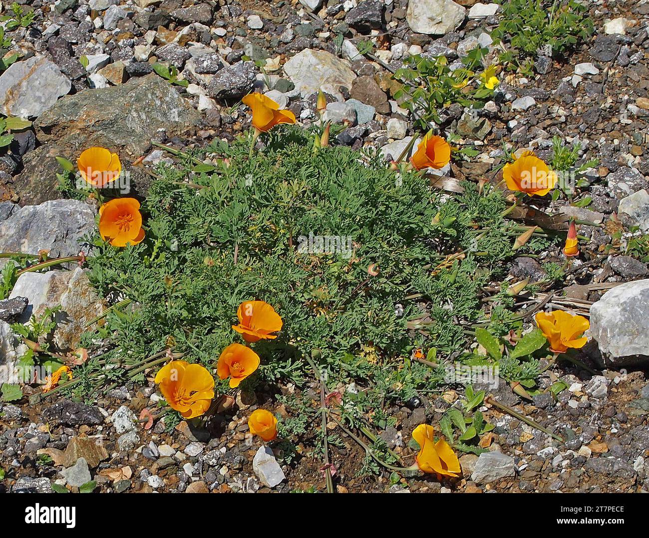 California florece la amapola en Pacifica, California Foto de stock