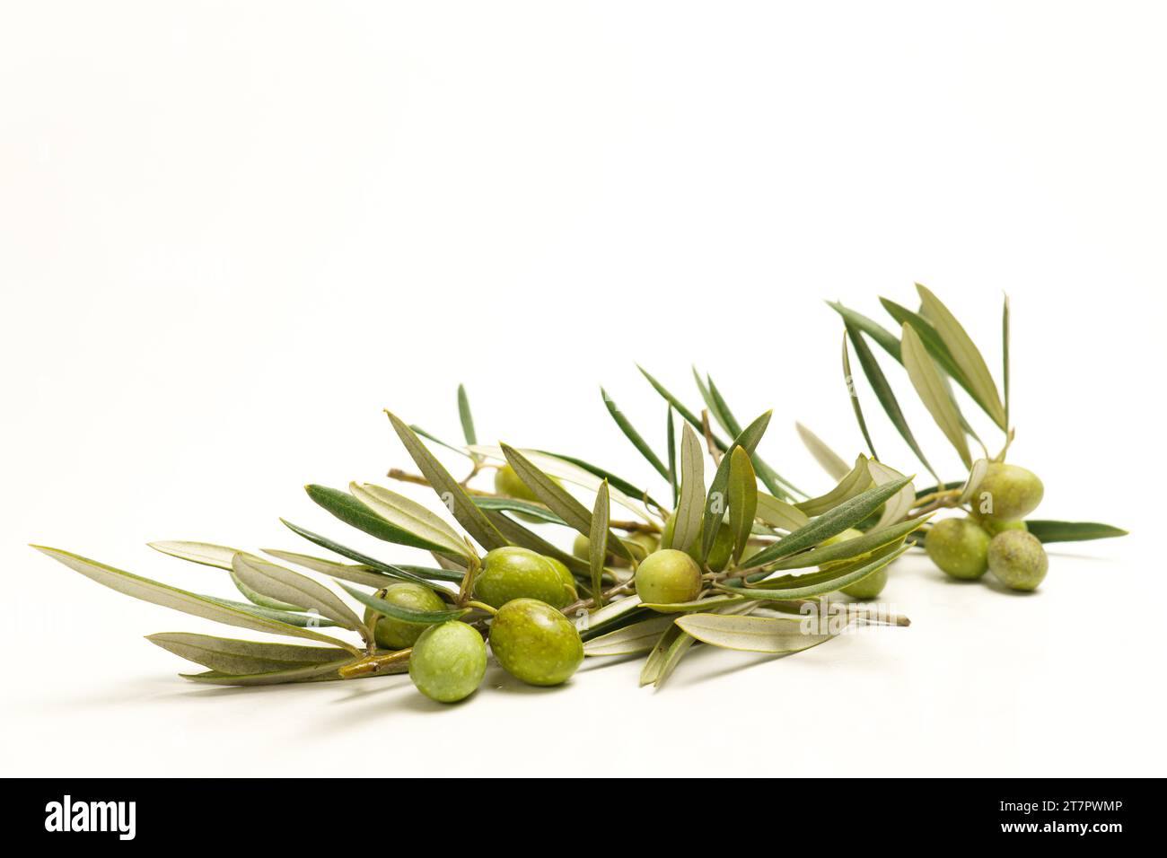 Rama de olivo con aceitunas verdes con gotas de rocío aisladas sobre fondo blanco Foto de stock