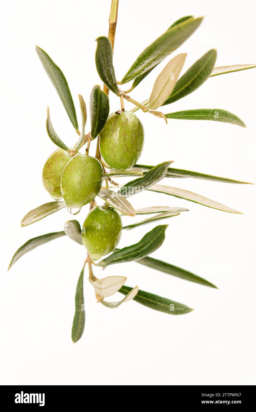 Rama de olivo con aceitunas verdes con gotas de rocío aisladas sobre fondo blanco Foto de stock