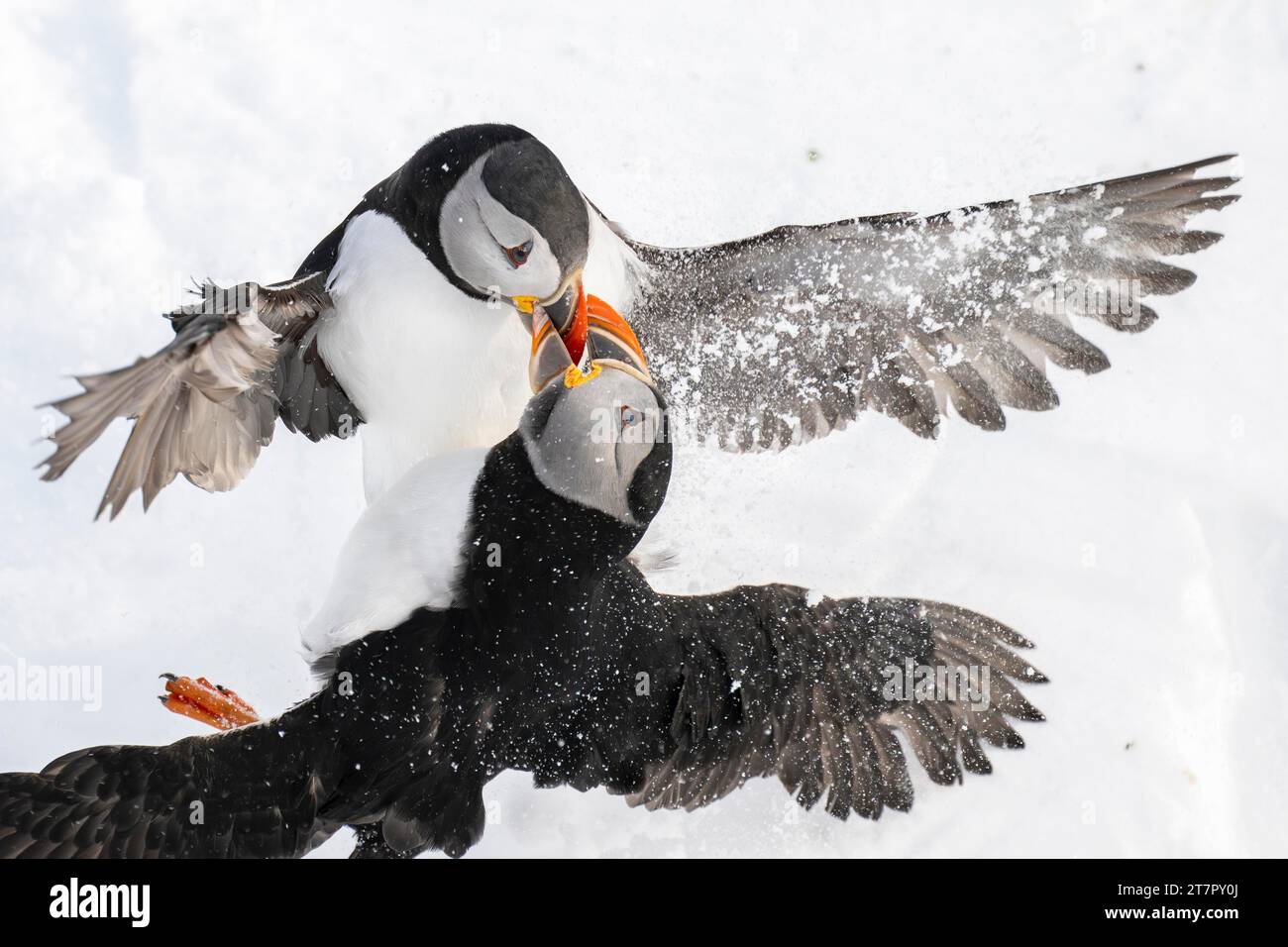 Dos puffin (Fratercula arctica) luchando en la nieve, la isla de Hornoya, Hornoya, Vardo, la península de Varanger, Troms og Finnmark, Noruega Foto de stock