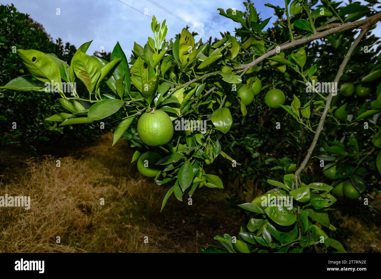 Sweet Malta Orange Fruit Plant o Sweet Malta Lemon es una fruta
