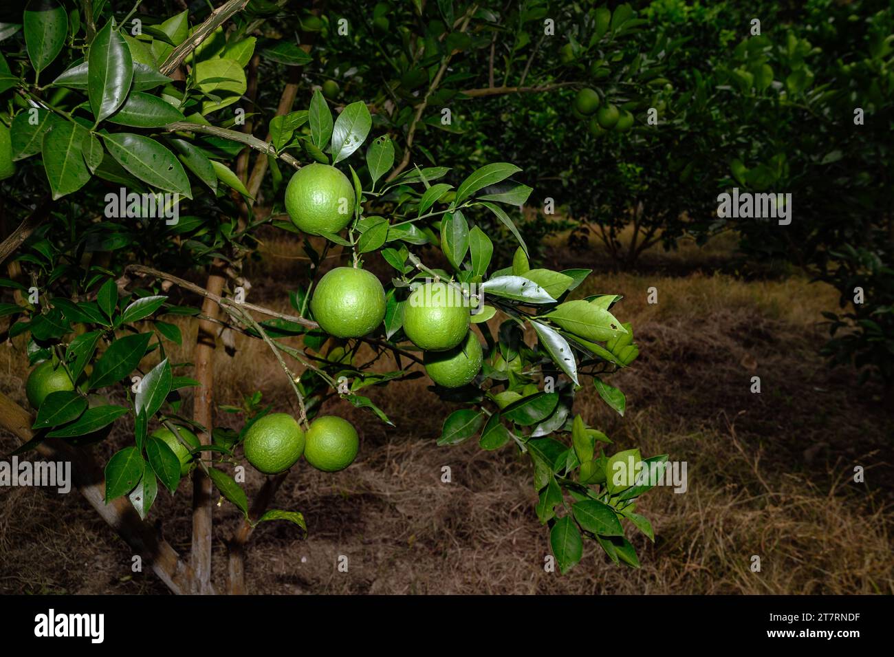 Sweet Malta Orange Fruit Plant o Sweet Malta Lemon es una fruta