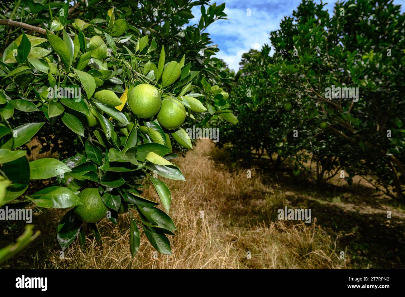 Sweet Malta Orange Fruit Plant o Sweet Malta Lemon es una fruta