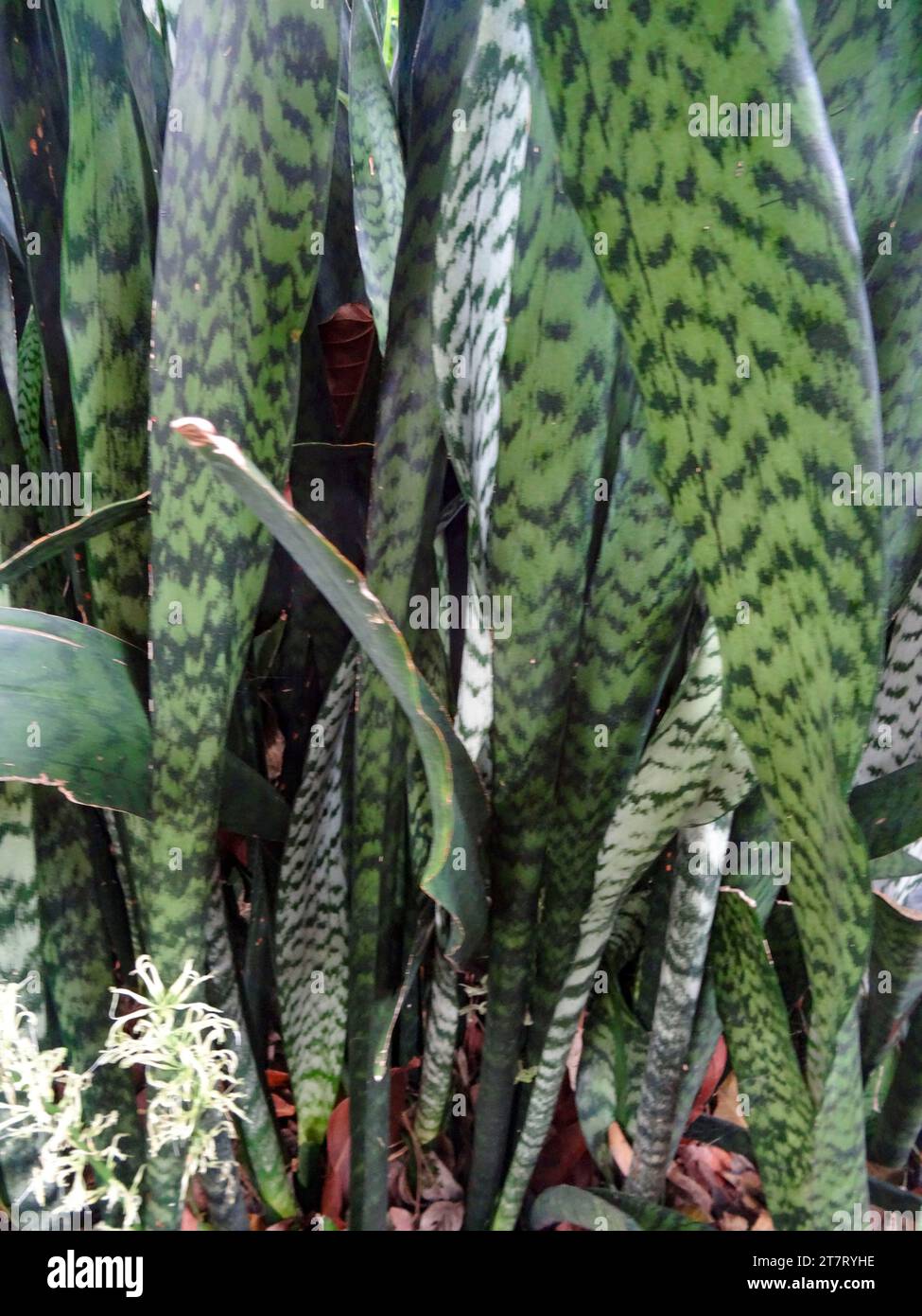 Retrato natural de la planta con flores de primer plano de la lengua de la suegra, Sansevieria trifasciata. Alta resolución con un poco de espacio negativo Foto de stock