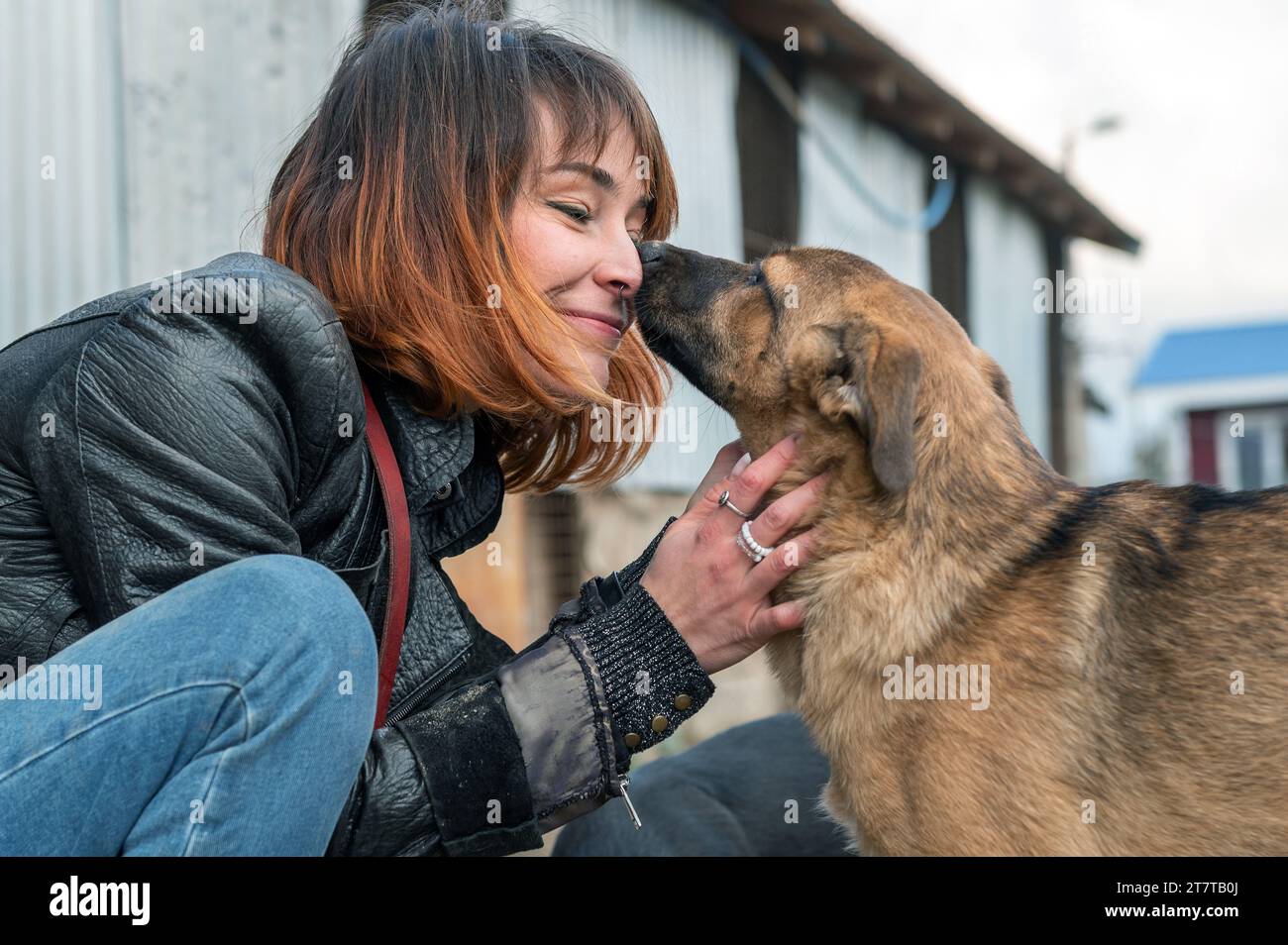 Perro en el refugio. El voluntario de refugio animal cuida a los perros. Animal voluntario cuida de animales sin hogar. Foto de stock