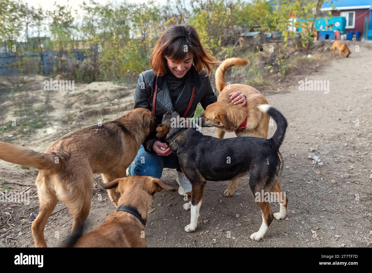 Perro en el refugio. El voluntario de refugio animal cuida a los perros. Animal voluntario cuida de animales sin hogar. Foto de stock