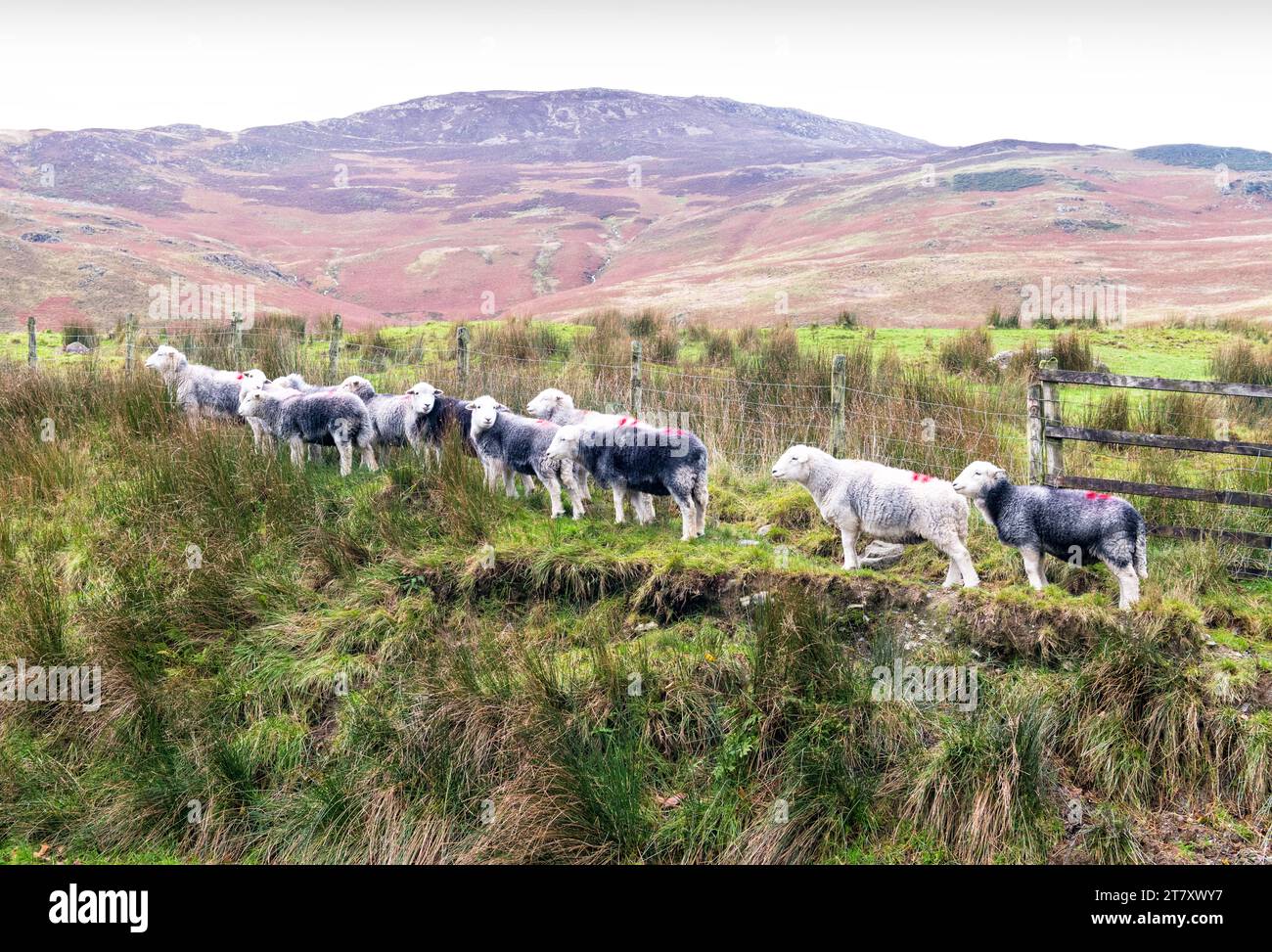Una bandada de ovejas Herdwick, nativa del Distrito de los Lagos, cerca de Buttermere, Cumbria, Inglaterra, Reino Unido, Europa Foto de stock