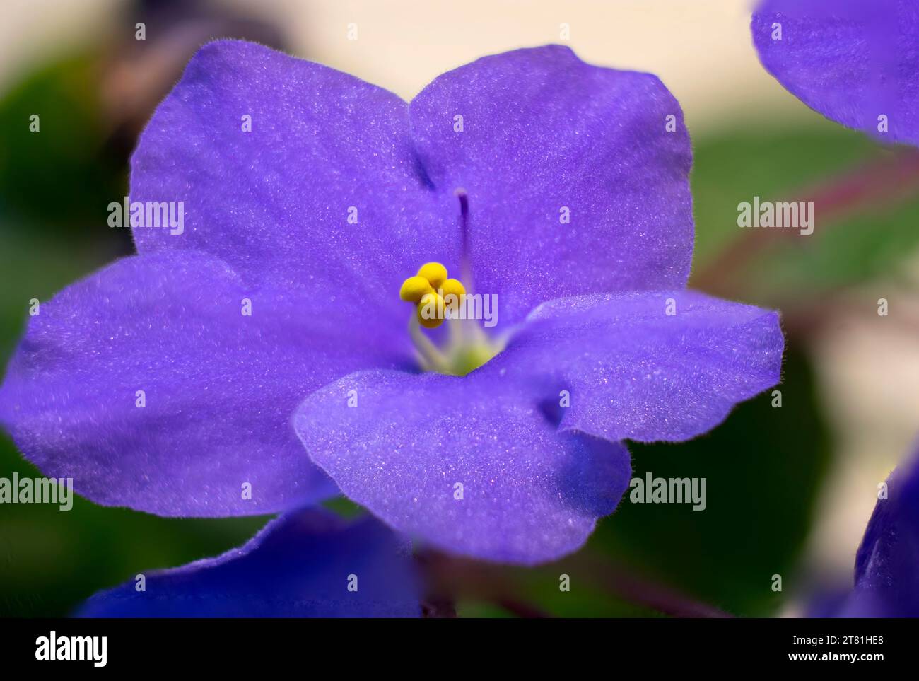 Enfoque apilado primer plano de flores violetas africanas azules profundas que muestran detalles de anteras y estigma -08 Foto de stock