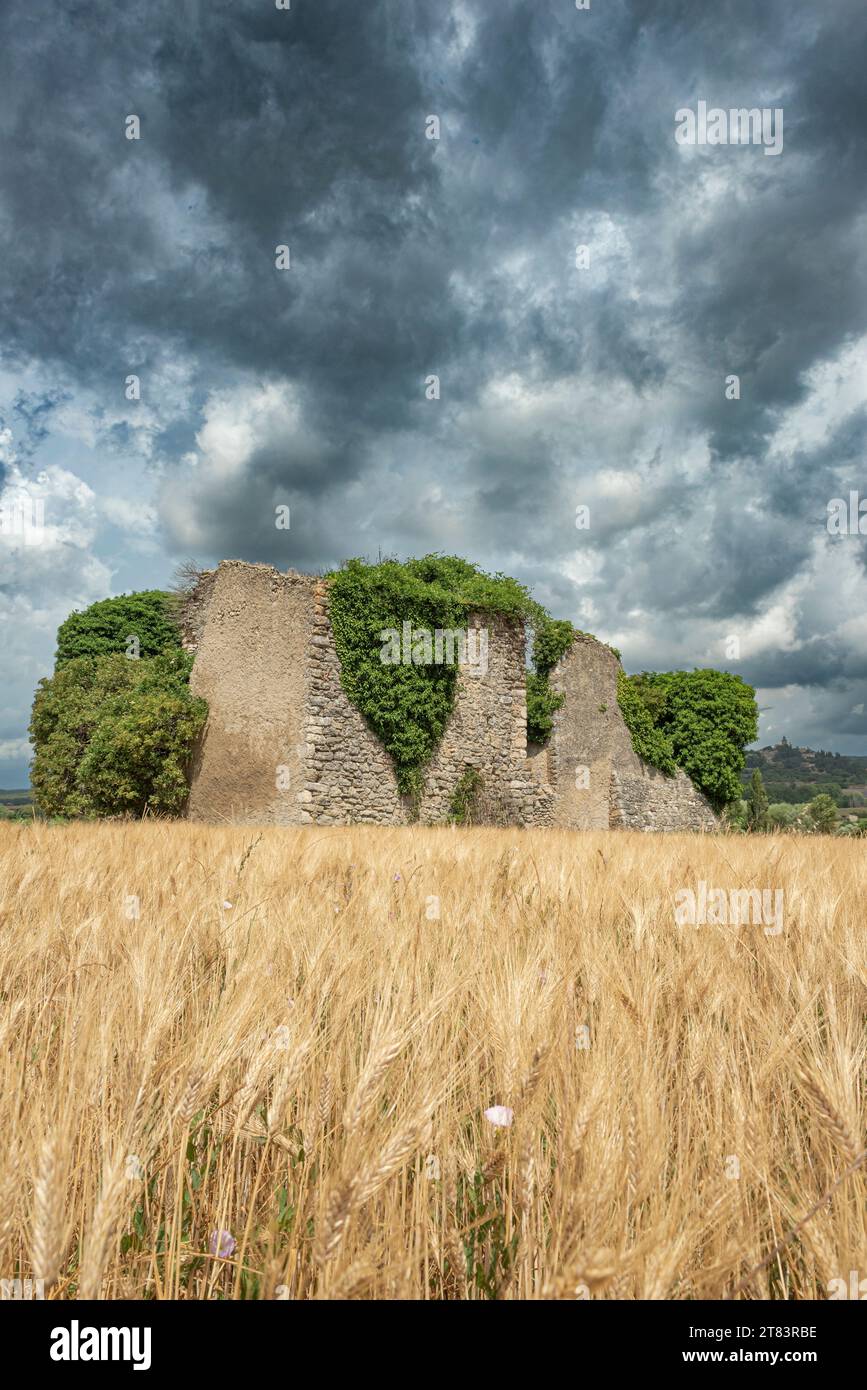 Ruina de antigua casa de piedra cubierta de hiedra rodeada de campo de trigo con nubes pesadas en el cielo Foto de stock