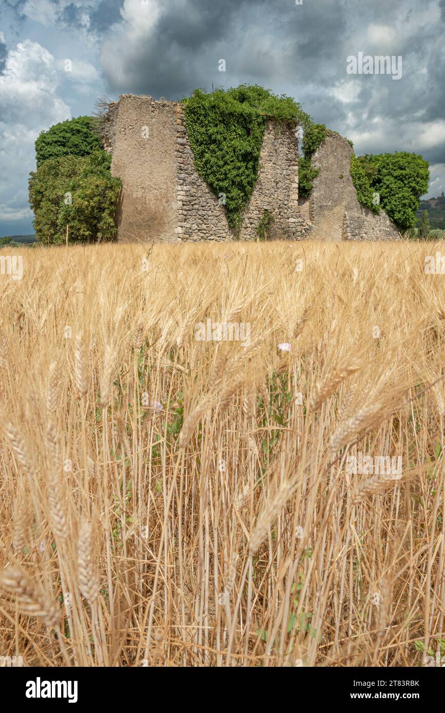 Ruina de antigua casa de piedra cubierta de hiedra rodeada de campo de trigo con nubes pesadas en el cielo Foto de stock